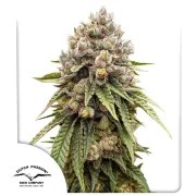 Ice Cream Haze – product view 1