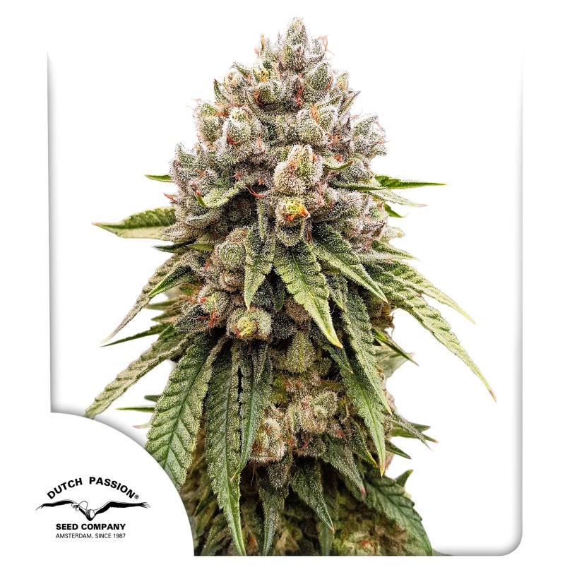 Ice Cream Haze – product view 1