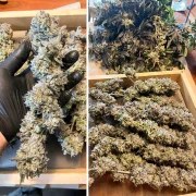 Ice Cream Haze – product view 2