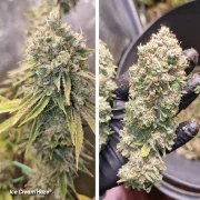 Ice Cream Haze – product view 3