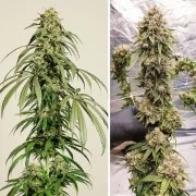 Ice Cream Haze – product view 4