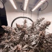 Ice Cream Haze – product view 5