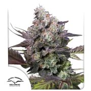 Candy Bubatz XL – product view 1