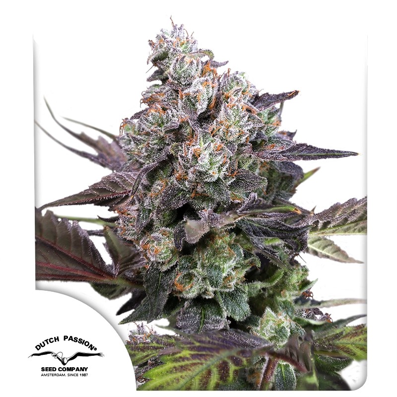 Candy Bubatz XL – product view 1