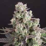 Candy Bubatz XL – product view 2