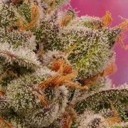 Candy Bubatz XL – product view 3
