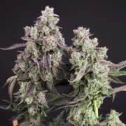 Candy Bubatz XL – product view 4