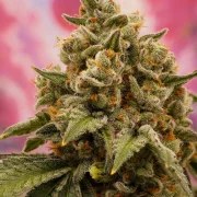 Candy Bubatz XL – product view 5