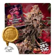 Red Tropicana Cookies – product view 1