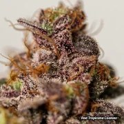 Red Tropicana Cookies – product view 3