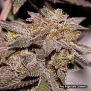 Red Tropicana Cookies – product view 5
