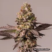 Red Tropicana Cookies – product view 6