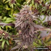 Red Tropicana Cookies – product view 7