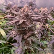Slush Mint Cake® – product view 5