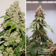 White Gushers #33 – product view 3
