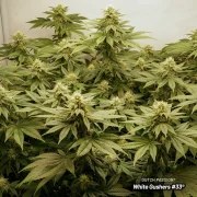 White Gushers #33 – product view 5