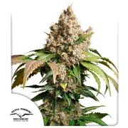 Auto Red Tropicana Cookies – product view 1