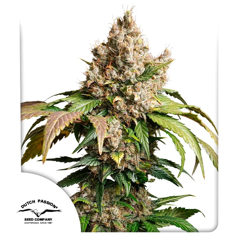 Auto Red Tropicana Cookies – product view 1