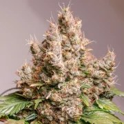 Auto Red Tropicana Cookies – product view 2