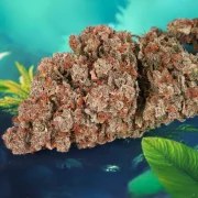 Auto Red Tropicana Cookies – product view 3