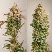Auto Red Tropicana Cookies – product view 4