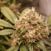 Auto Red Tropicana Cookies – product view 5