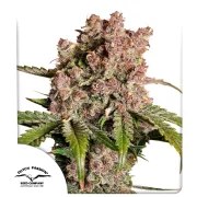 Auto Strawberry Soda – product view 1