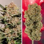 Auto Strawberry Soda – product view 4