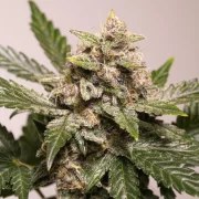 Auto Strawberry Soda – product view 5