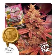 Pink Banana Runtz – product view 1