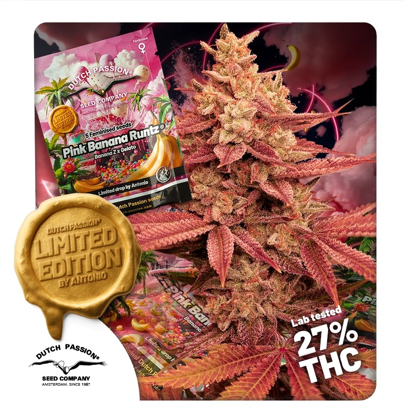 Pink Banana Runtz – product view 1