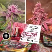Pink Banana Runtz – product view 2