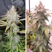 Pink Banana Runtz – product view 3