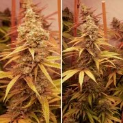 Pink Banana Runtz – product view 5