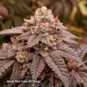 Slush Mint Cake BX1® – product view 2