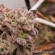 Slush Mint Cake BX1® – product view 3