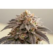 Slush Mint Cake BX1® – product view 4