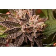 Slush Mint Cake BX1® – product view 5