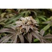 Slush Mint Cake BX1® – product view 6