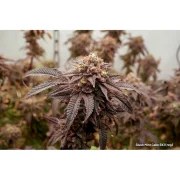 Slush Mint Cake BX1® – product view 7