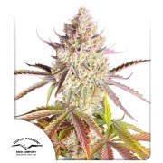 Fruit Bomb Punch® – product view 1