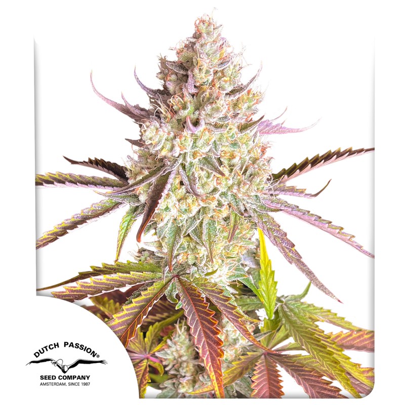 Fruit Bomb Punch® – product view 1
