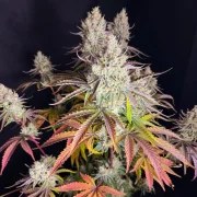 Fruit Bomb Punch® – product view 3