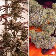 Fruit Bomb Punch® – product view 4