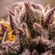 Fruit Bomb Punch® – product view 5