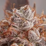 Peaches & Cream® – product view 2