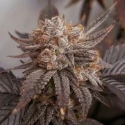 Peaches & Cream® – product view 3