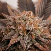 Peaches & Cream® – product view 4