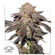 Kingston Punch – product view 1