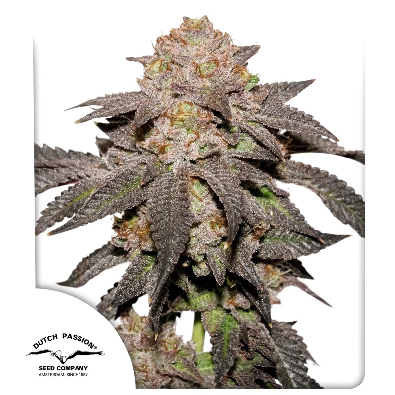Kingston Punch – product view 1